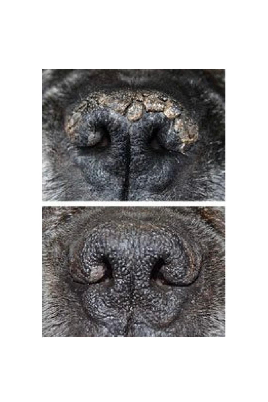 Snout Soother Καταπραϋντική Κρέμα Μύτης 30ml