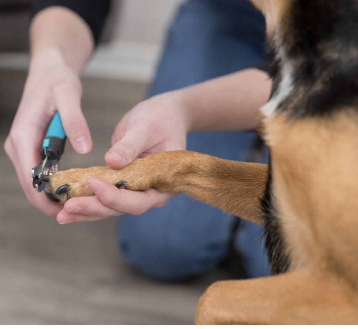 Trixie Νυχοκόπτης 