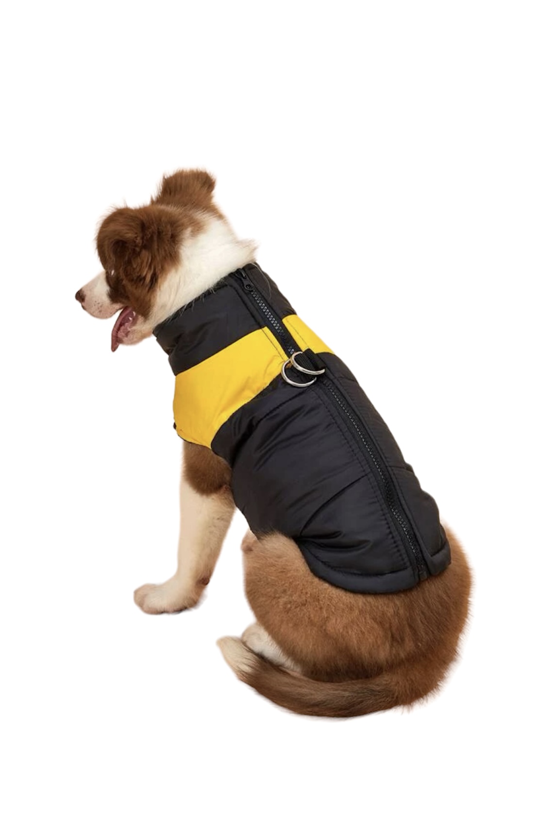 Black and Yellow Coat XL 40cm